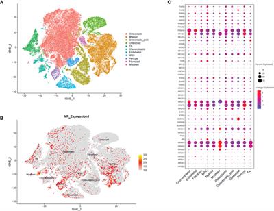 The Role of NR4A1 in the Pathophysiology of Osteosarcoma: A Comprehensive Bioinformatics Analysis of the Single-Cell RNA Sequencing Dataset